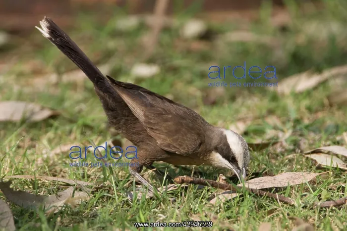 : Grey-crowned Babbler - Foraging on a lawn at Mt Barnett : Grey-crowned Babbler - Foraging on a lawn at Mt Barnett