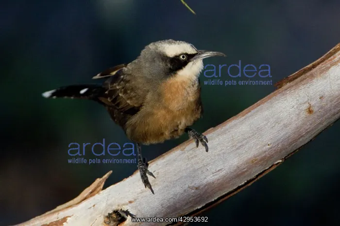 : Grey-crowned Babbler (red-breasted form) : Grey-crowned Babbler (red-breasted form)