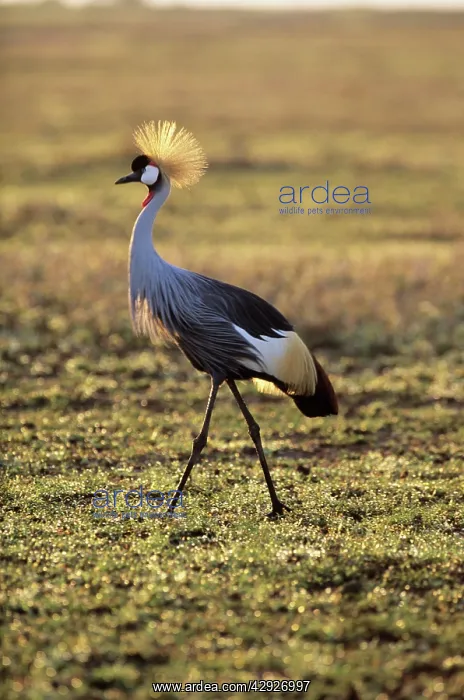 : Grey crowned-crane : Grey crowned-crane
