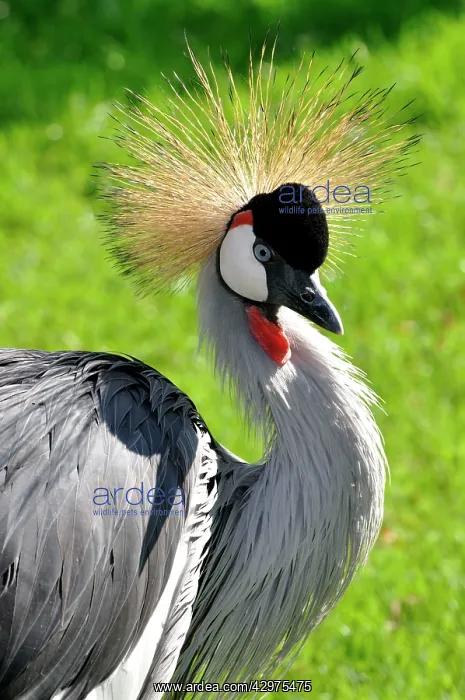 : Grey Crowned Crane : Grey Crowned Crane