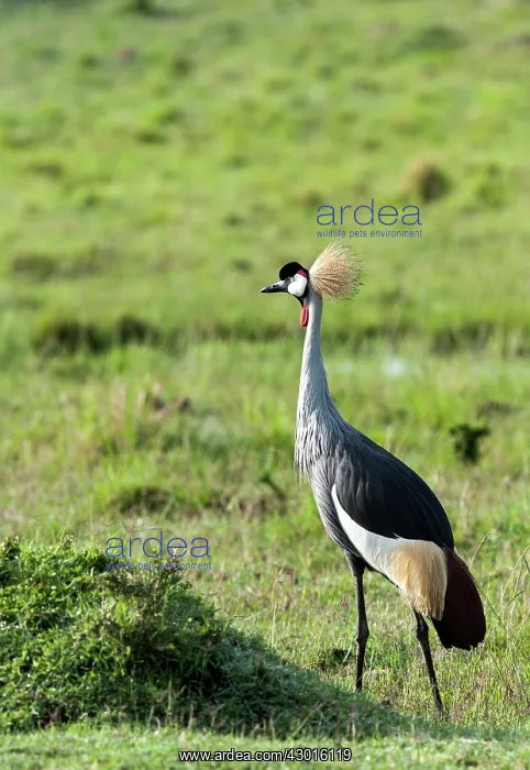  : Grey Crowned Crane