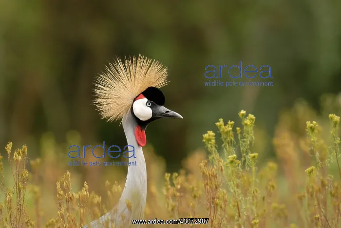 : Grey Crowned Crane : Grey Crowned Crane
