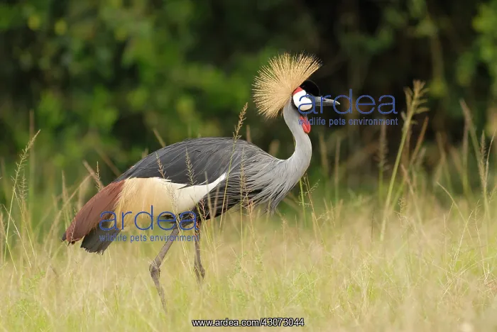 : Grey Crowned Crane : Grey Crowned Crane