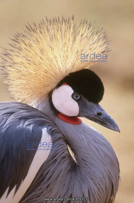 : Grey Crowned Crane : Grey Crowned Crane