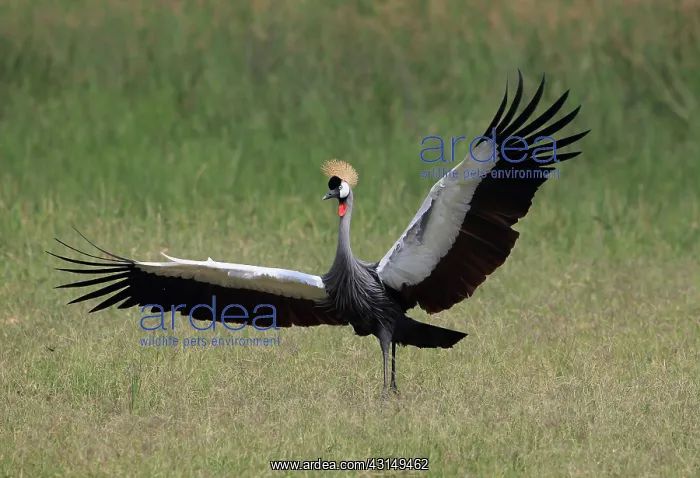 : Grey Crowned Crane : Grey Crowned Crane