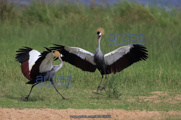 : Grey Crowned Crane : Grey Crowned Crane