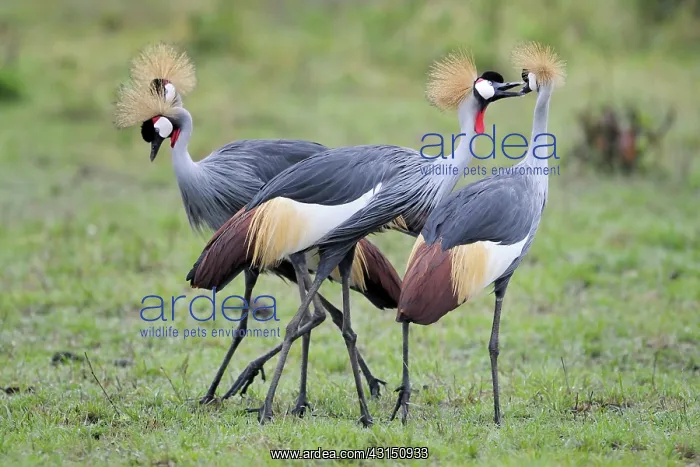 : Grey Crowned Crane : Grey Crowned Crane