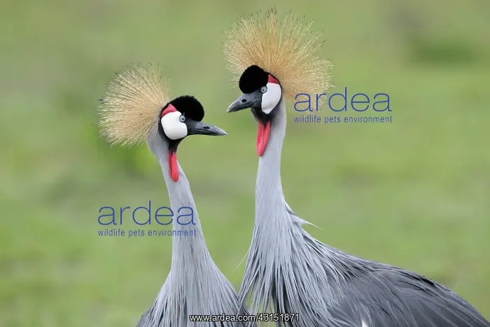 : Grey Crowned Crane : Grey Crowned Crane