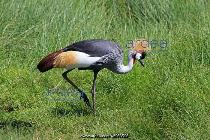  : Grey Crowned Crane