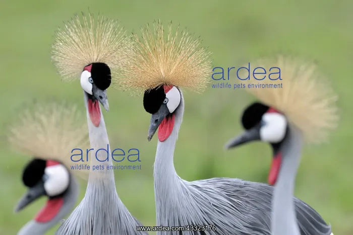 : Grey Crowned Crane : Grey Crowned Crane