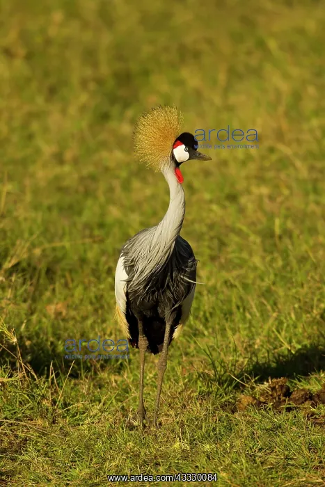 : Grey Crowned Crane : Grey Crowned Crane