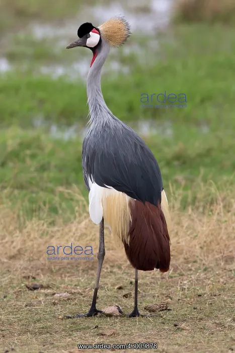 : Grey Crowned Crane Amboseli National Park, Kenya : Grey Crowned Crane Amboseli National Park, Kenya