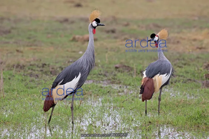 : Grey Crowned Crane Amboseli National Park, Kenya : Grey Crowned Crane Amboseli National Park, Kenya