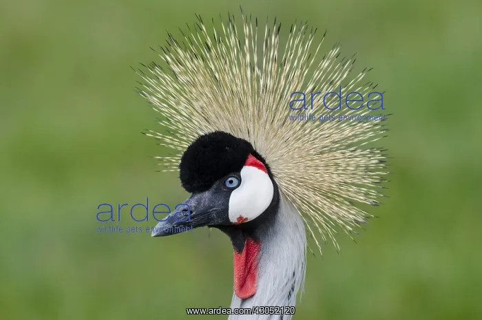 : Grey Crowned Crane (Balearica regulorum) : Grey Crowned Crane (Balearica regulorum)