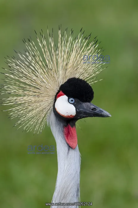 : Grey Crowned Crane (Balearica regulorum) : Grey Crowned Crane (Balearica regulorum)
