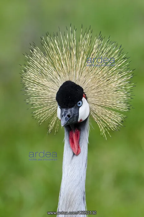 : Grey Crowned Crane (Balearica regulorum) : Grey Crowned Crane (Balearica regulorum)