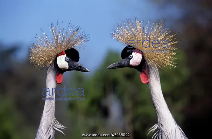 : GREY-CROWNED CRANE (balearica regulorum), PORTRAIT : GREY-CROWNED CRANE (balearica regulorum), PORTRAIT