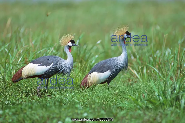  : Grey-crowned Crane - two birds