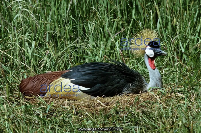  : Grey crowned-crane  /  Crested - incubating