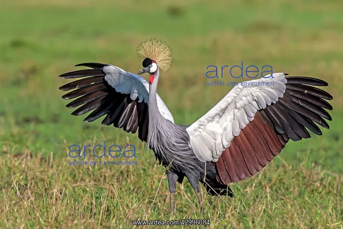 : Grey Crowned-Crane displaying wings during courtship : Grey Crowned-Crane displaying wings during courtship