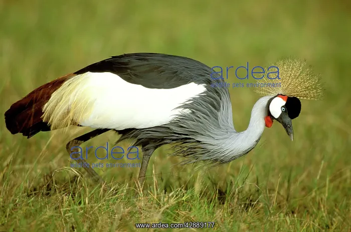  : Grey-crowned Crane - hunting