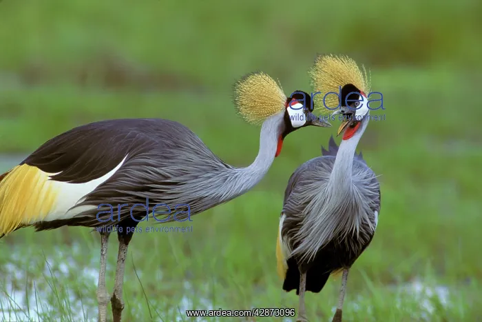  : Grey-crowned Crane - pair