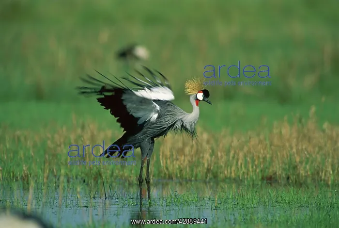  : Grey-crowned Crane - in shallow water