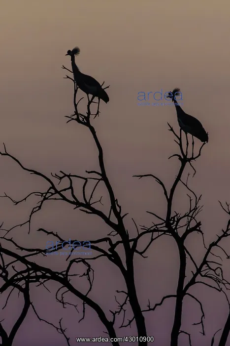 : Grey Crowned Crane silhouetted resting on tree-top : Grey Crowned Crane silhouetted resting on tree-top