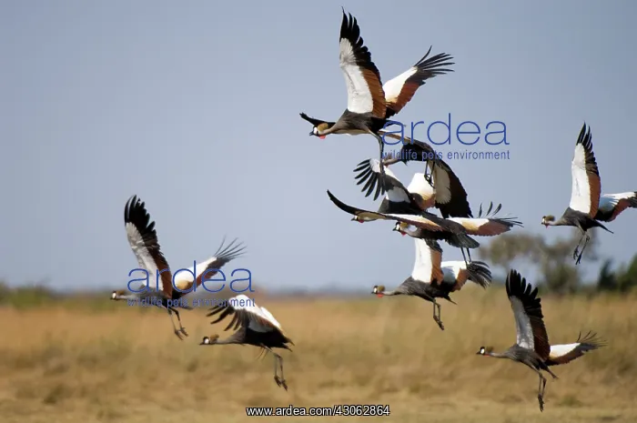 : Grey Crowned Cranes, Busanga Plains, Kafue : Grey Crowned Cranes, Busanga Plains, Kafue