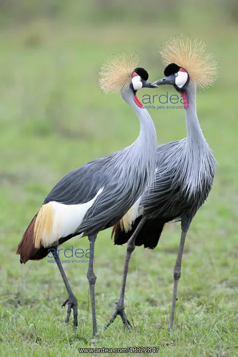 : Grey Crowned-Cranes in courtship display : Grey Crowned-Cranes in courtship display
