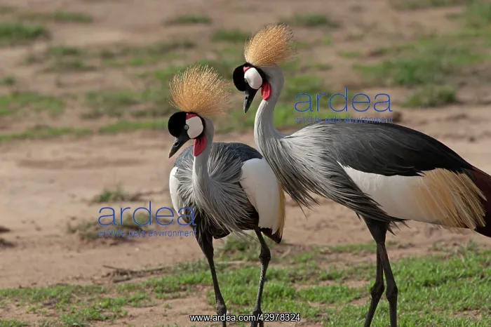 : Grey Crowned Cranes - displaying : Grey Crowned Cranes - displaying