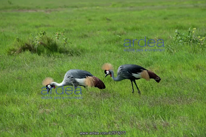 : Grey Crowned Cranes - feeding : Grey Crowned Cranes - feeding