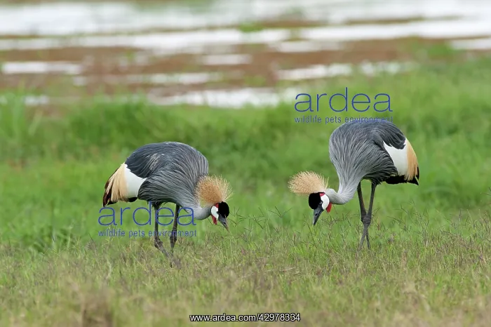 : Grey Crowned Cranes - feeding : Grey Crowned Cranes - feeding
