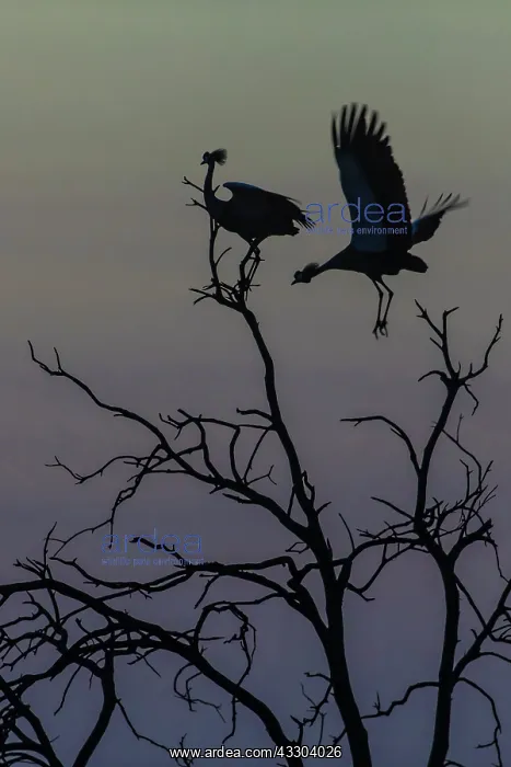 : Grey Crowned Cranes - on tree top before sunrise : Grey Crowned Cranes - on tree top before sunrise