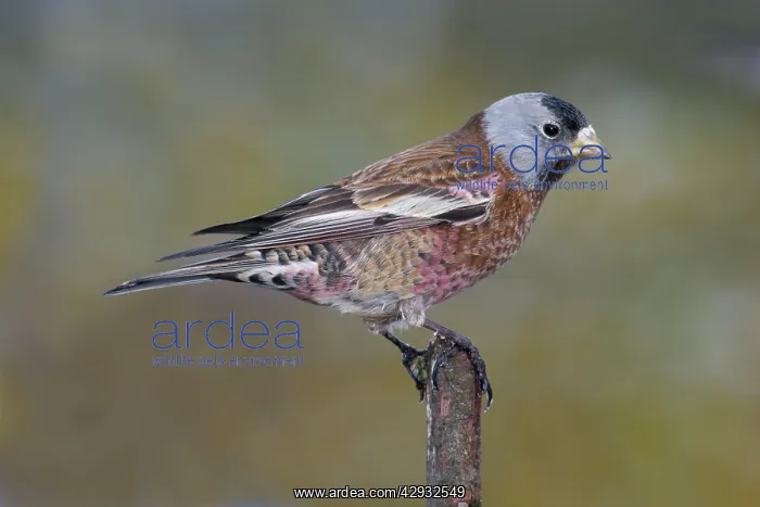 : Grey-crowned Rosy-Finch in winter : Grey-crowned Rosy-Finch in winter