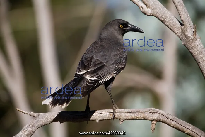 : Grey Currawong : Grey Currawong