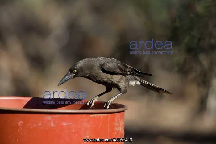 : Grey Currawong : Grey Currawong
