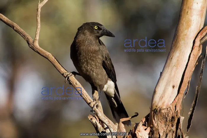 : Grey Currawong : Grey Currawong