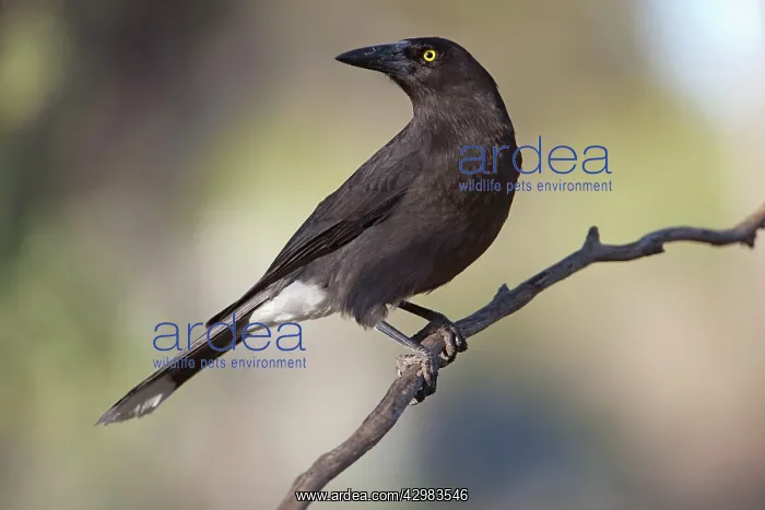 : Grey Currawong : Grey Currawong