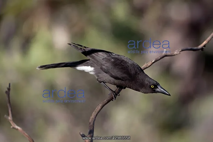 : Grey Currawong : Grey Currawong