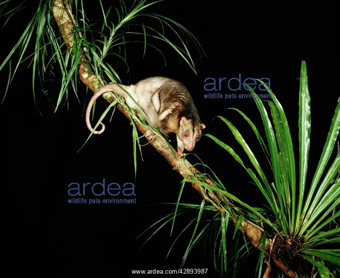 : Grey Cuscus : Grey Cuscus