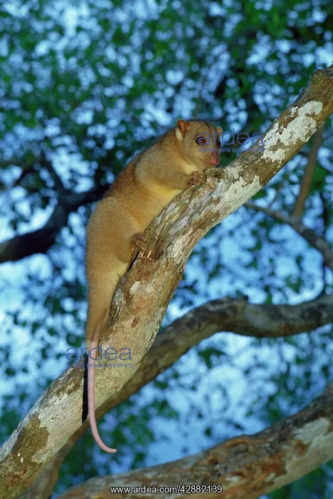 : Grey Cuscus / formerly known as North Common Cuscus; : Grey Cuscus / formerly known as North Common Cuscus;