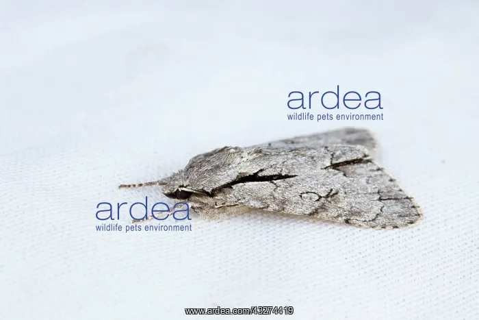 : Grey Dagger Moth : Grey Dagger Moth