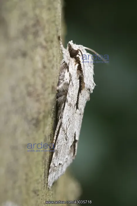  : Grey Dagger Moth, Norfolk UK