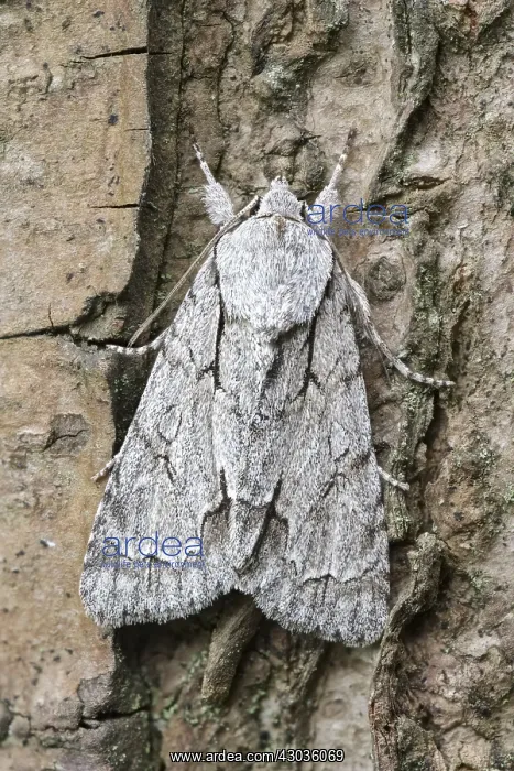 : Grey Dagger Moth, Norfolk UK : Grey Dagger Moth, Norfolk UK