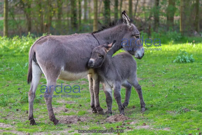 : Grey Domestic Donkey, female with foal : Grey Domestic Donkey, female with foal
