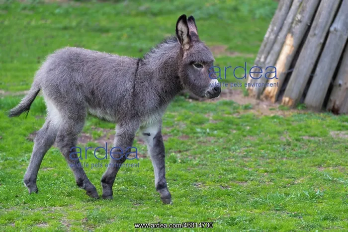 : Grey Domestic Donkey, foal : Grey Domestic Donkey, foal