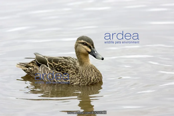 : Grey Duck. Grey duck (Anas superciliosa) or black duck, found in New Zealand and Australia : Grey Duck. Grey duck (Anas superciliosa) or black duck, found in New Zealand and Australia