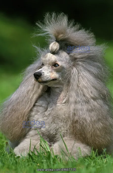 : Grey dwarf poodle, adult lying on grass : Grey dwarf poodle, adult lying on grass