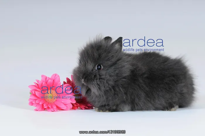 : Grey Dwarf Rabbit with a pink gerbera : Grey Dwarf Rabbit with a pink gerbera